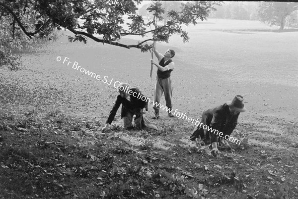 GATHERING ACORNS